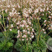Saxifraga urbium GM P9