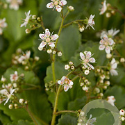Saxifraga urbium GM P9