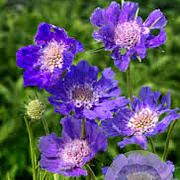 Scabiosa caucasica GM P9