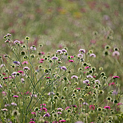 Scabiosa columbaria GM P9
