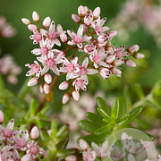 Sedum album 'Murale' GM P9