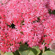 Sedum 'Carl' GM P9