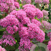 Sedum 'Carl' GM P9