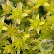 Sedum hybridum 'Immergrünchen' GM P9
