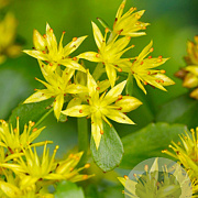 Sedum kamtschaticum GM P9