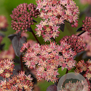Sedum 'Purple Emperor' GM P9
