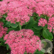 Sedum spectabile 'Carmen' GM P9
