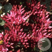 Sedum spurium 'Fuldaglut' GM P9