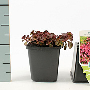 Sedum spurium 'Fuldaglut' GM P9