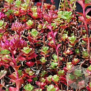 Sedum spurium 'Purpurteppich' GM P9