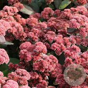 Sedum 'Xenox' GM P9