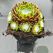 Sempervivum arachnoideum GM P9