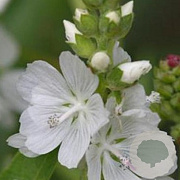 Sidalcea candida GM P9