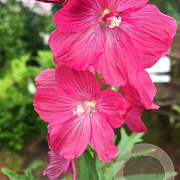 Sidalcea 'Mr Lindbergh' GM P9