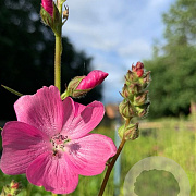 Sidalcea 'Rosy Gem' GM P9