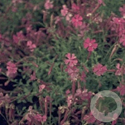 Silene schafta GM P9