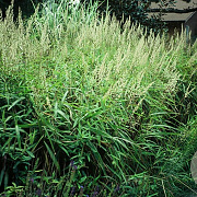Spodiopogon sibiricus GM P9