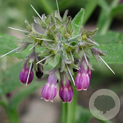 Symphytum officinale GM P9