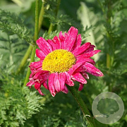Tanacetum (C) 'James Kelway' GM P9