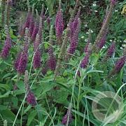 Teucrium hyrcanicum GM P9