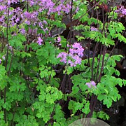 Thalictrum 'Black Stockings' GM P9