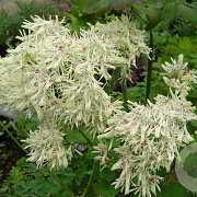 Thalictrum del. 'Album' GM P9