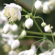 Thalictrum del. 'Album' GM P9