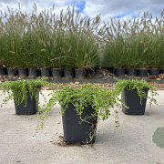 Thymus praecox 'Albiflorus' GM P9