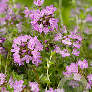 Thymus praecox 'Pseudolanuginosus' GM P9