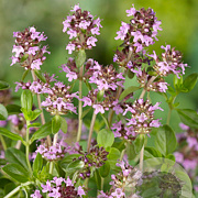 Thymus serpyllum GM P9