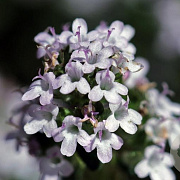 Thymus vulgaris GM P9