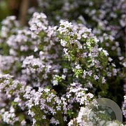 Thymus vulgaris GM P9