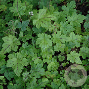 Tiarella 'Happy Trails' GM P9