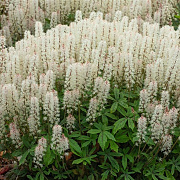 Tiarella 'Spring Symphony' GM P9