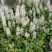 Tiarella 'Sugar and Spice' GM P9