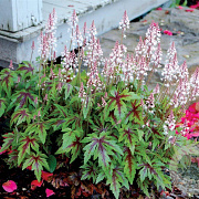 Tiarella 'Sugar and Spice' GM P9