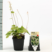 Tiarella wherryi GM P9