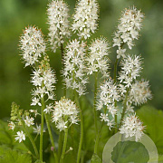 Tiarella wherryi GM P9