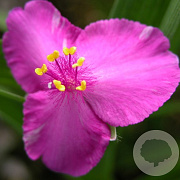Tradescantia (A) 'Rubra' GM P9