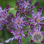 Tricyrtis formosana 'Dark Blue' GM P9