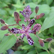 Tricyrtis 'Sinonome' GM P9