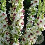 Verbascum chaixii GM P9