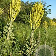 Verbascum olympicum GM P9