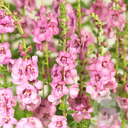 Verbascum 'Pink Domino' GM P9