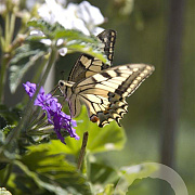 Verbena rigida GM P9