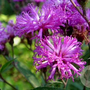Vernonia crinita 'Mammuth' GM P9