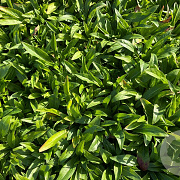 Veronica gentianoides GM P9