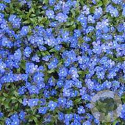Veronica repens GM P9