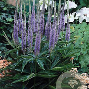 Veronica spic. 'Ulster Dwarf Blue' GM P9