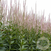 Veronicastrum virginicum GM P9